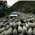 traffic-jam