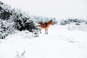 Poulains de Colipain - crève hivernale